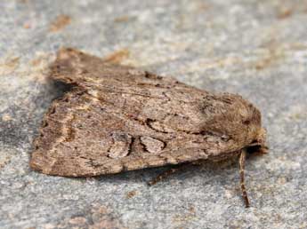 Fissipunctia ypsillon D. & S. adulte - ©Lionel Taurand