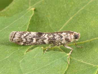 Dioryctria abietella D. & S. adulte - Philippe Mothiron