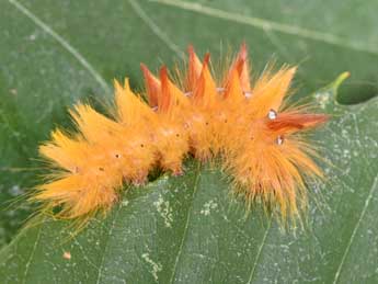  Chenille de Acronicta aceris L. - Philippe Mothiron