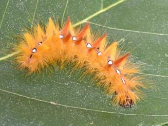  Chenille de Acronicta aceris L. - ©Philippe Mothiron