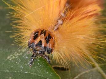  Chenille de Acronicta aceris L. - ©Philippe Mothiron