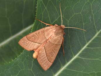 Mesogona acetosellae D. & S. adulte - Philippe Mothiron