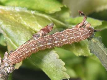  Chenille de Mesogona acetosellae D. & S. - Philippe Mothiron