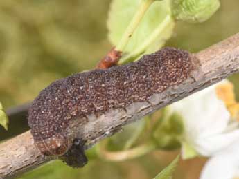  Chenille de Mesogona acetosellae D. & S. - Philippe Mothiron