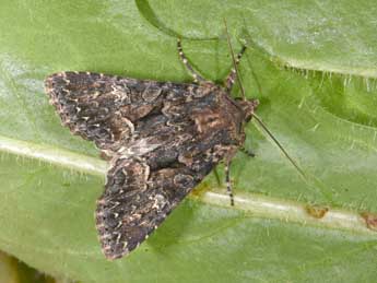 Mniotype adusta Esp. adulte - Philippe Mothiron