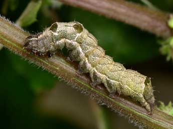  Chenille de Abrostola agnorista Dufay - ©Paolo Mazzei