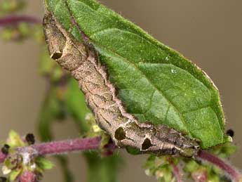  Chenille de Abrostola agnorista Dufay - Paolo Mazzei