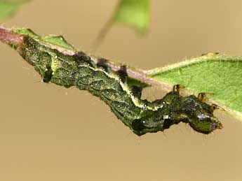  Chenille de Abrostola agnorista Dufay - ©Paolo Mazzei