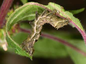  Chenille de Abrostola agnorista Dufay - ©Paolo Mazzei