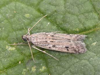 Phycitodes albatella Rag. adulte - Philippe Mothiron