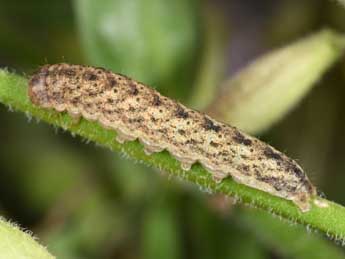  Chenille de Hadena albimacula Bkh. - ©Philippe Mothiron