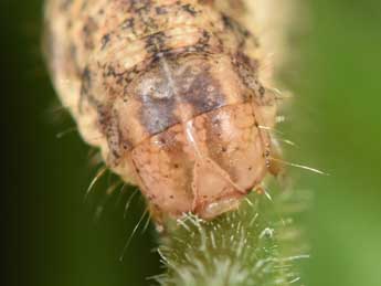  Chenille de Hadena albimacula Bkh. - ©Philippe Mothiron