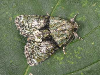 Cryphia algae F. adulte - Philippe Mothiron