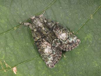 Cryphia algae F. adulte - Philippe Mothiron