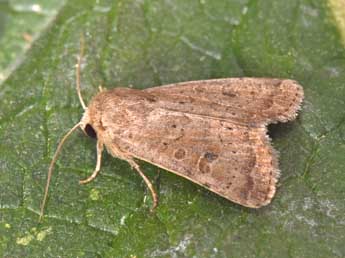 Hoplodrina alsinides Costantini adulte - Philippe Mothiron