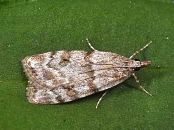 Scoparia ambigualis Tr. adulte - Philippe Mothiron