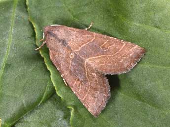 Atethmia ambusta D. & S. adulte - Philippe Mothiron