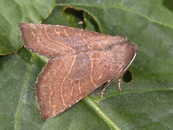 Atethmia ambusta D. & S. adulte - Philippe Mothiron