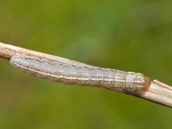  Chenille de Apamea anceps D. & S. - Jeroen Voogd