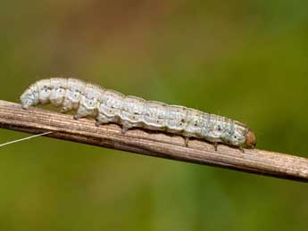  Chenille de Apamea anceps D. & S. - ©Jeroen Voogd