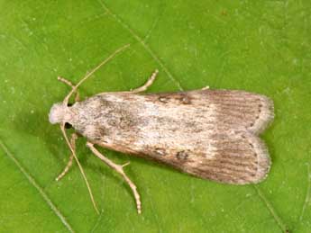 Lamoria anella D. & S. adulte - Philippe Mothiron