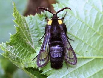 Sesia apiformis Cl. adulte - Emmanuel Ruiz