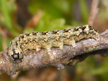  Chenille de Griposia aprilina L. - ©Philippe Mothiron