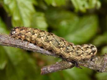  Chenille de Griposia aprilina L. - ©Philippe Mothiron