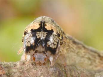  Chenille de Griposia aprilina L. - Philippe Mothiron