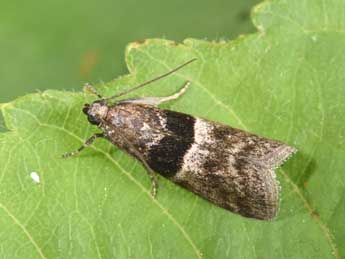 Elegia atrifasciella Rag. adulte - Philippe Mothiron