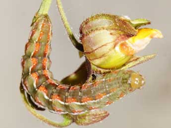  Chenille de Amephana aurita F. - Edith Grange