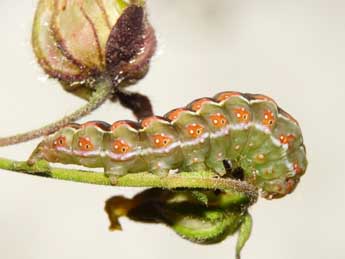  Chenille de Amephana aurita F. - Edith Grange