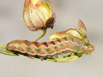  Chenille de Amephana aurita F. - Edith Grange