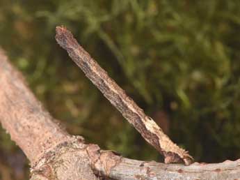  Chenille de Idaea aversata L. - Philippe Mothiron