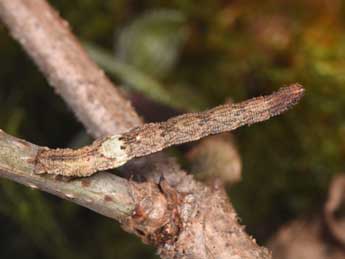  Chenille de Idaea aversata L. - ©Philippe Mothiron