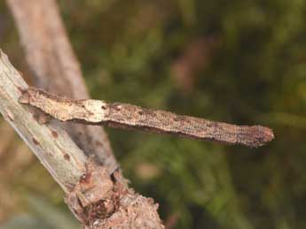  Chenille de Idaea aversata L. - Philippe Mothiron