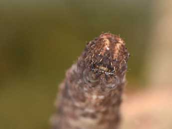  Chenille de Idaea aversata L. - ©Philippe Mothiron