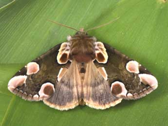 Thyatira batis L. adulte - Philippe Mothiron