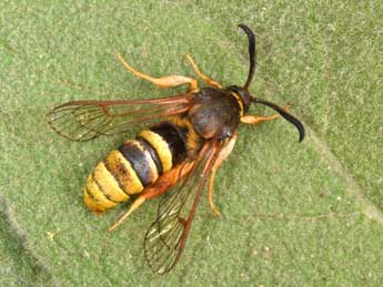 Sesia bembeciformis Hb. adulte - Philippe Mothiron