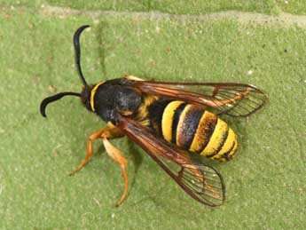 Sesia bembeciformis Hb. adulte - Philippe Mothiron