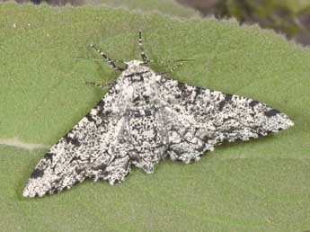 Biston betularia L. adulte - Philippe Mothiron