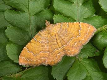 Camptogramma bilineata L. adulte - Philippe Mothiron