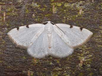 Lomographa bimaculata F. adulte - ©Philippe Mothiron