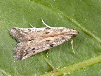 Phycitodes binaevella Hb. adulte - Philippe Mothiron