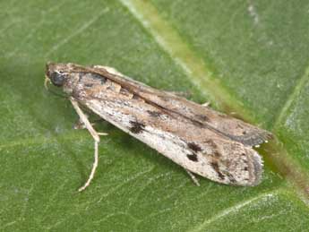 Phycitodes binaevella Hb. adulte - Philippe Mothiron