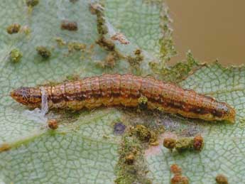  Chenille de Cryptoblabes bistriga Hw. - ©Kjeld Brehm