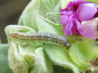  Chenille de Acrobasis bithynella Z. - Ruben Meert