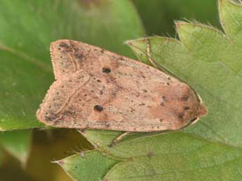 Leptologia blidaensis Stertz adulte - ©Philippe Mothiron