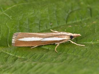 Catoptria bolivari Agjo adulte - Philippe Mothiron