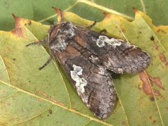 Diloba caeruleocephala L. adulte - ©Philippe Mothiron